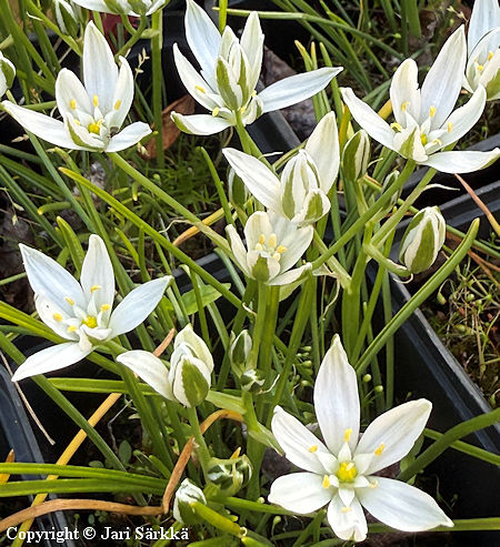 Ornithogalum umbellatum, sarjat�hdikki